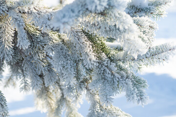 Close-up, tree branch in the snow