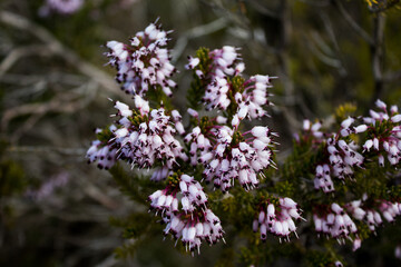 Erica multiflora in its early flowering