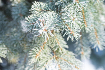 Naklejka na ściany i meble Close-up, tree branch in the snow