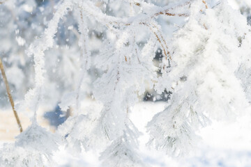 Close-up, tree branch in the snow
