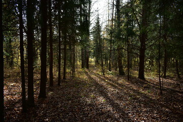 Obraz premium path in the woods