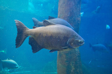 Obraz premium peces en el acuario
