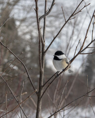 bird on the branch