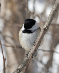 small mesange on a tree 