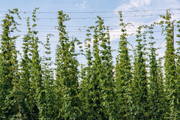 Close up of green hop plant and blue sky in the background. Beer production. Hop garden in Czech Republic