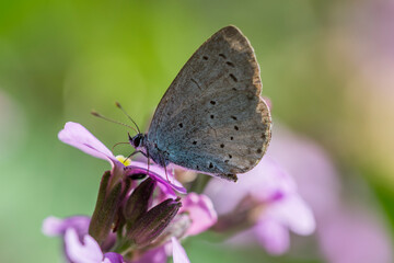 Under wing of a Small Blue butterfly Cupido minimus