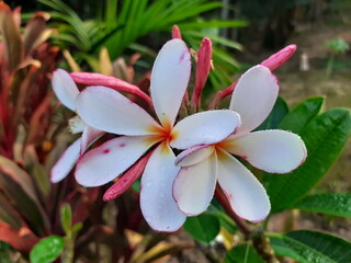 The most beautiful white plumeria flowers blooming in the garden, and have dewdrop on blossom, with bouquet branch tree blurred background.