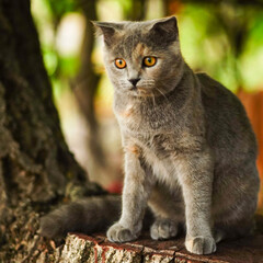 Lovely tortoise british cat sitting on the tree stump