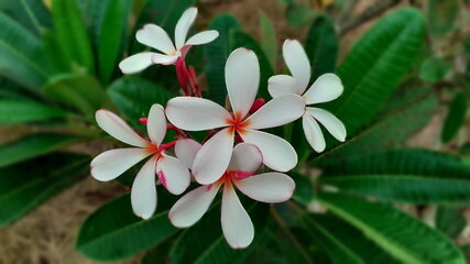 The most beautiful white plumeria flowers blooming in the garden, and have dewdrop on blossom, with bouquet branch tree blurred background.