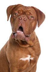 french mastiff  or Dogue de Bordeaux dog