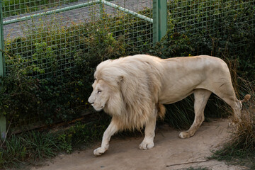 white lion in the zoo, the king of animals