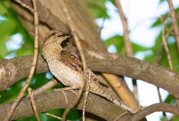 Eurasian wryneck, Jynx torquilla. The bird sits on a branch, it holds ants in its beak
