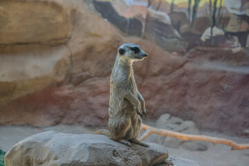 Suricata en el zool&oacute;gico