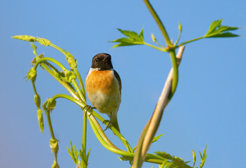 European stonechat, Saxicola rubicola. A male bird sits on a stem of a plant against the background of the sky