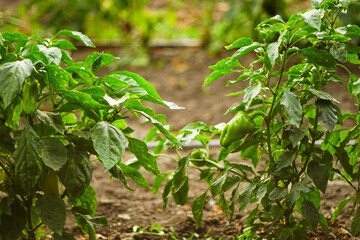 Obraz premium Green bushes of sweet pepper grows in a summer garden