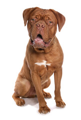 french mastiff  or Dogue de Bordeaux