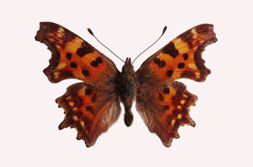 White Anglefly (Polygonia c-album) A butterfly from the family Nymphalidae. Isolated on white background.