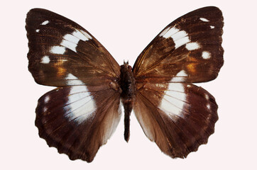 Apatura schrencki. A butterfly from the family Nymphalidae. Isolated on white background.