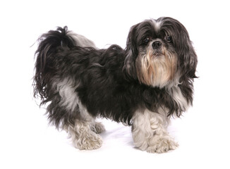 shih tzu dog standing