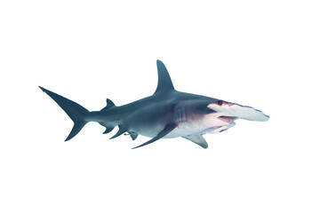 Great Hammerhead Shark Isolated on White Background.
 - obrazy, fototapety, plakaty