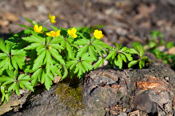 Yellow flowers in spring forest near a log. Anemone.