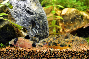 Corydoras, this is a  freshwater catfish