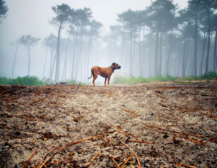 Dog alone in the misty forest. Lost dog concept. Portrait of a brown dog in the forest.