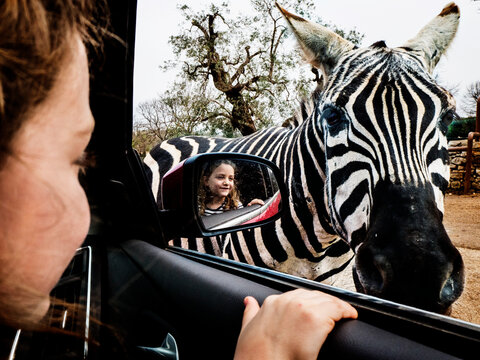 Smiling girl on safari looking through an open car window at a Zebra