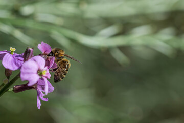 Honeybee on Erysimum bicolor Bowles’s Mauve flower