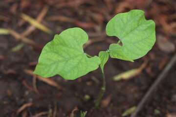 Small green bean plant growing