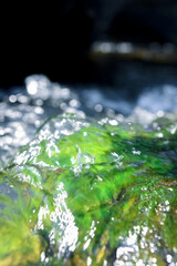 Close Up green moss Underwater Background.