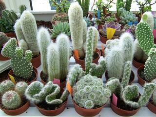 Cactuses in the botanical garden of Monaco