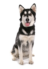 husky german shepherd cross breed