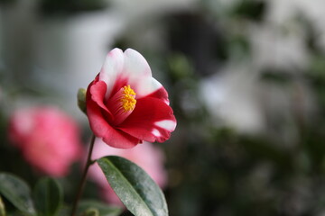 camellia japonica Atago