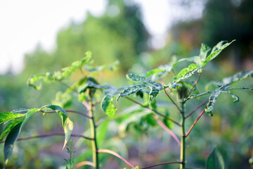 Tapioca Plants or Cassava leaves Growing in ranch.