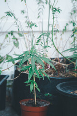 Small marijuana in flower pot that plant or farming localize at home for medical use.
