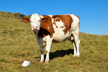 Montbeliarde dairy cow in a field with a salt stone.
