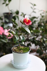 camellia japonica Atago