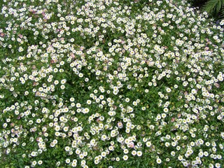 Obraz na płótnie Canvas Meadow of white blossoms