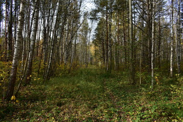 Fototapeta premium autumn forest in the morning