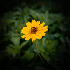 yellow flower on black background