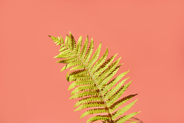 green fern leaf on pink background. copy space