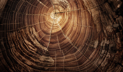 Oak Stump of tree felled - section of the trunk with annual rings. Slice Oak wood. A very old saw...