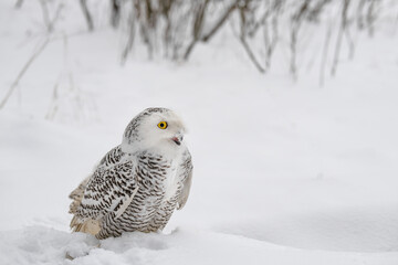 White snowy owl sits in the snow 