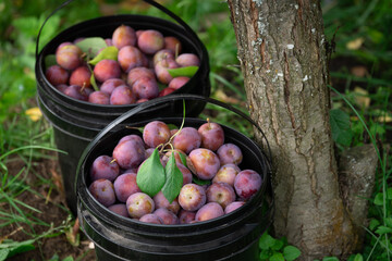 Fresh plums just picked from the tree in plastic buckets