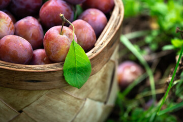 Close up of ripe fresh plums just picked from the tree in the straw basket outdoors.