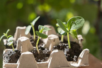 young Cucumber seedlings planted in box from under eggs