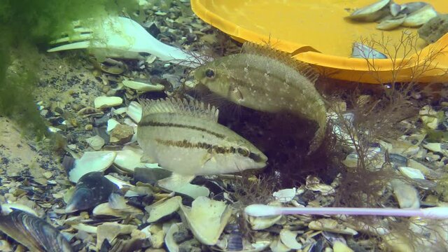 Plastic pollution of the sea: wrasse fish spawn among plastic debris on the seabed.