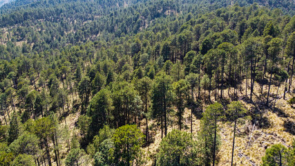 Fototapeta na wymiar Bosques de Pinus hartwegii en Parque Nacional Pico de Orizaba, México. 