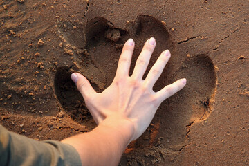 Hippo trace in proportion with male hand in the sand. Imprint of a hippopotamus in the sand.